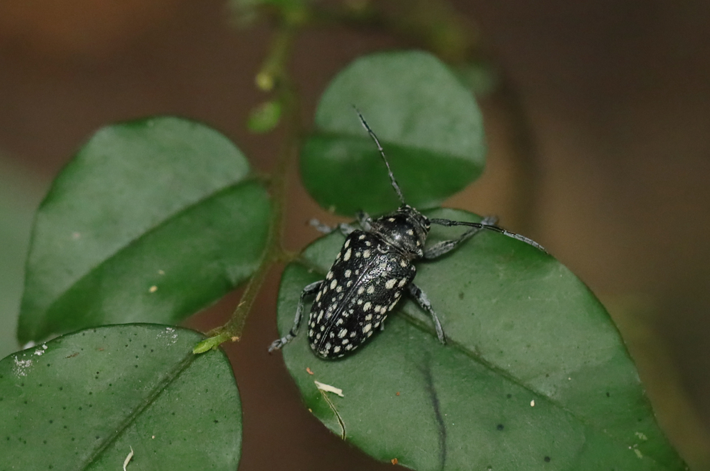 Freopsis