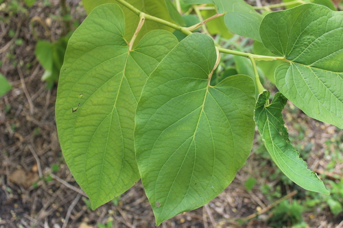 Vera Cruz Pepper (Piper auritum)