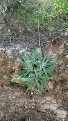 Dudleya saxosa collomiae