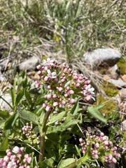 Mountain Valerian (Valeriana tripteris)