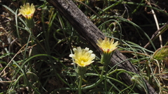 Calycoseris parryi