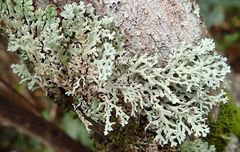 Hypogymnia subphysodes