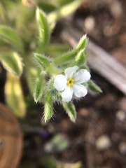 Cryptantha crassisepala crassisepala
