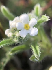 Cryptantha crassisepala crassisepala