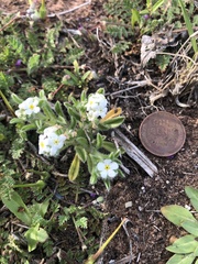 Cryptantha crassisepala crassisepala