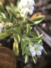Cryptantha crassisepala crassisepala