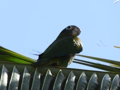 Amazona ventralis
