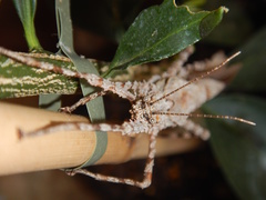 Xeroderus kirbyi