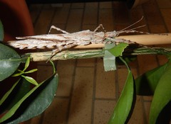 Xeroderus kirbyi