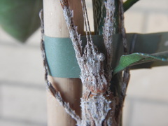 Xeroderus kirbyi