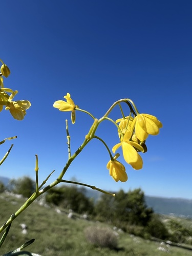 Creeping Yellowcress (Rorippa pyrenaica)
