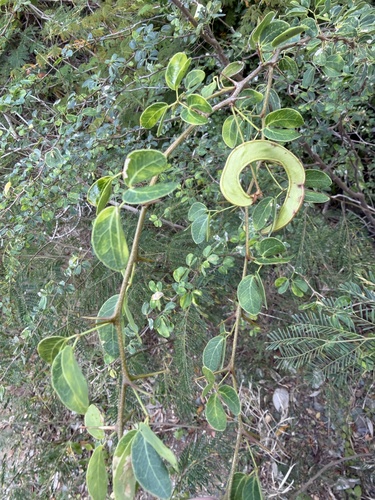 Pithecellobium unguis-cati, photograph 6