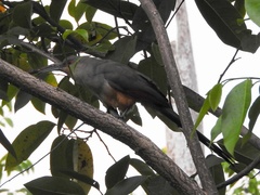 Coccyzus longirostris