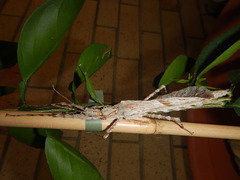 Xeroderus kirbyi