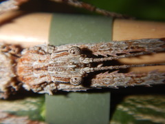 Xeroderus kirbyi