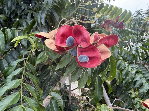 Black pearl (Majidea zanguebarica)