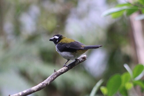 Black-winged Saltator (Saltator atripennis), photo 6