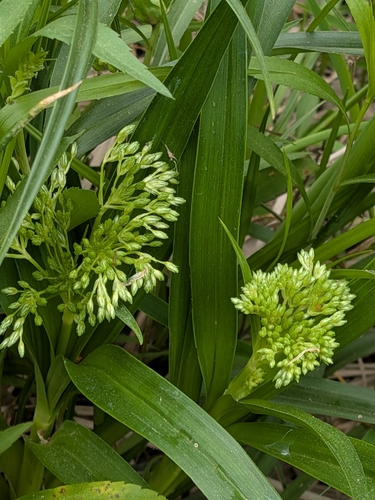 nodding bulrush (Scirpus pendulus)