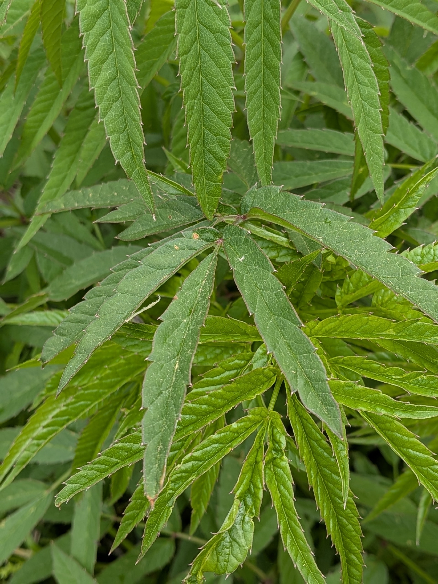 Water Hemlock (Cicuta maculata)