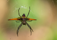 Micrathena militaris