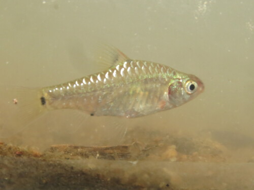 Silver barb (Puntius vittatus) — Cyprinidae — 5