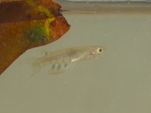 Ceylon killifish (Aplocheilus dayi) — Aplocheilidae — 5