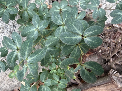 Catclaw Blackbead (Pithecellobium unguis)