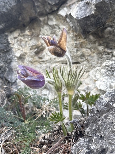 Haller's pasqueflower (Pulsatilla halleri)