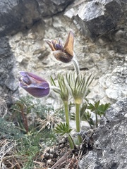 Pulsatilla halleri, photograph (c) Lukas Zangl, some rights reserved (CC BY)