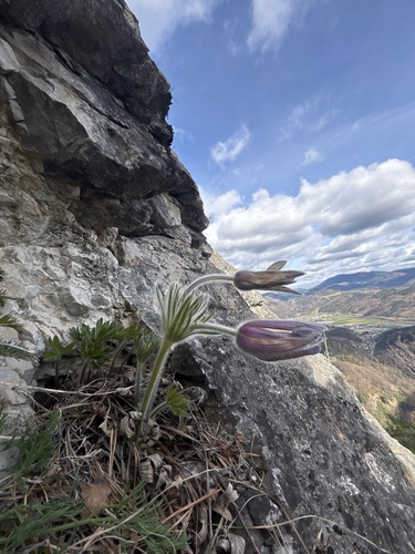 Pulsatilla halleri, photograph 3
