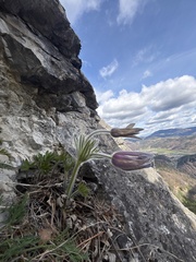 Pulsatilla halleri, photograph (c) Lukas Zangl, some rights reserved (CC BY)