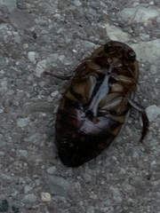 Dytiscus fasciventris