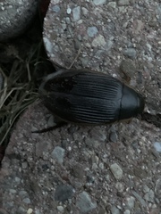 Dytiscus fasciventris