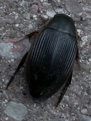 Dytiscus fasciventris