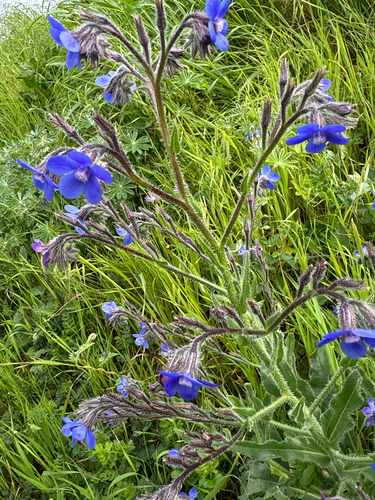 Italian Bugloss (Anchusa azurea)