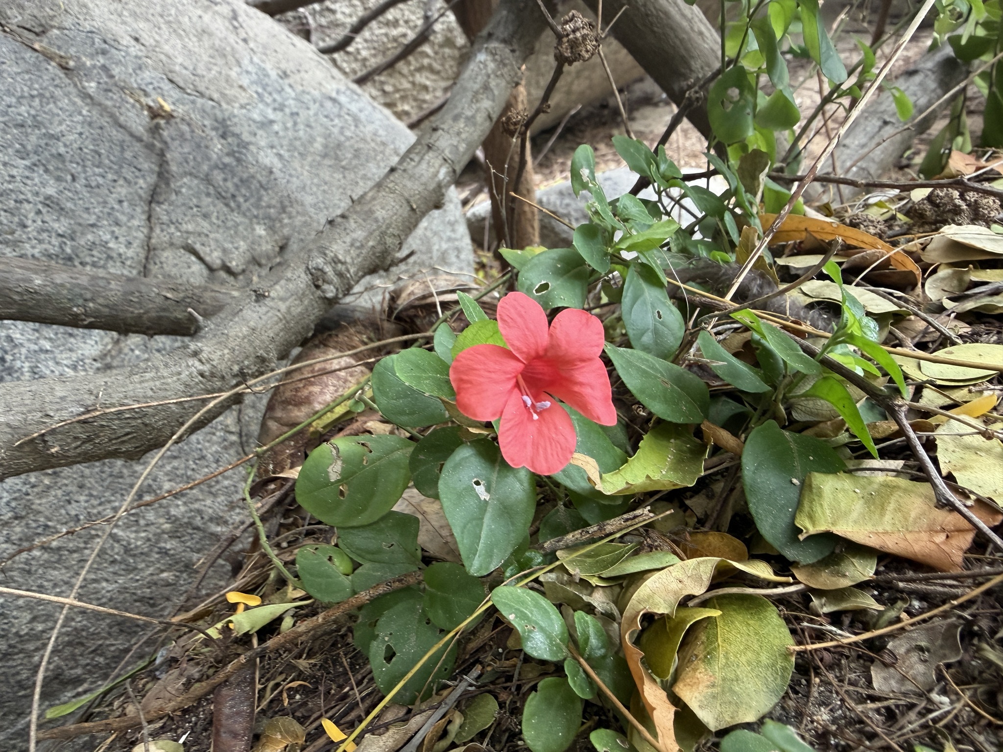 Small Bush Violet (Barleria repens)