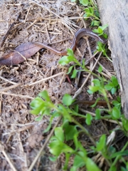 Eurycea multiplicata