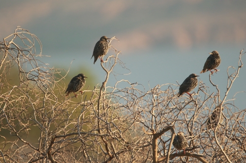 European Starling