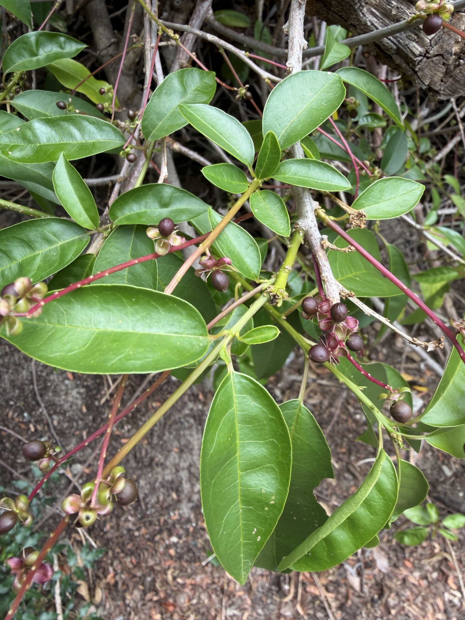 Hoopvine (Trichostigma octandrum)