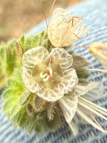 Santa Lucia Phacelia (Phacelia grisea)