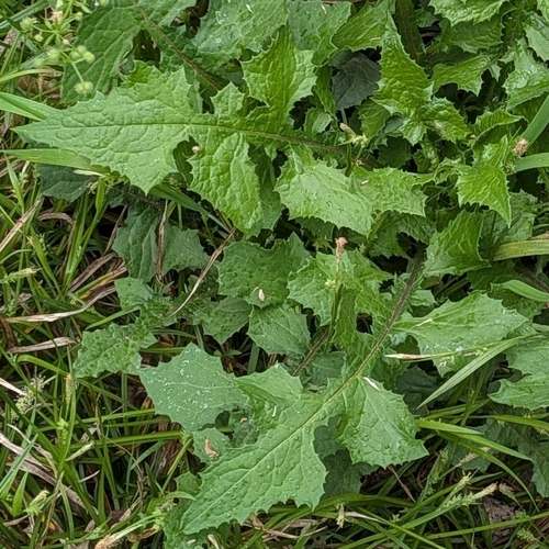 Woodland Lettuce (Lactuca floridana)