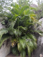 Palmier D'arec (Chrysalidocarpus lutescens)