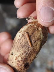 Tegeticula mojavella