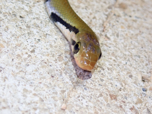 Black Copper Rat Snake