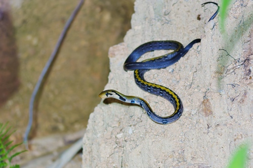Black Copper Rat Snake