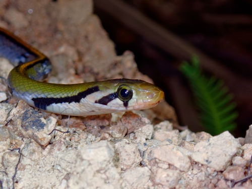 Black Copper Rat Snake