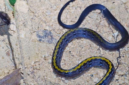 Black Copper Rat Snake