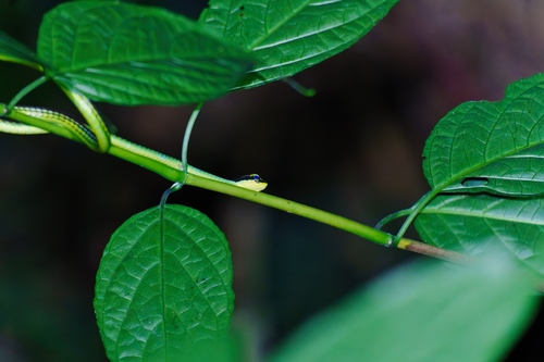 Elegant Bronzeback