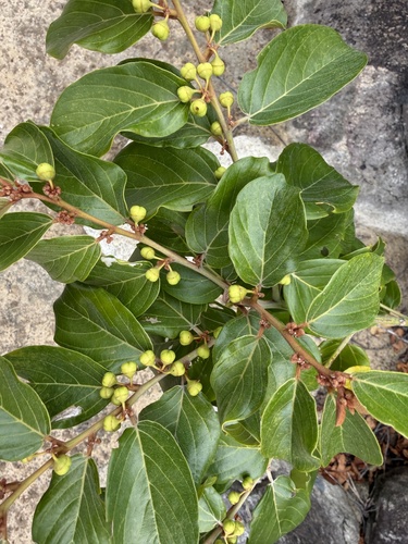 Colubrina arborescens, photograph 6