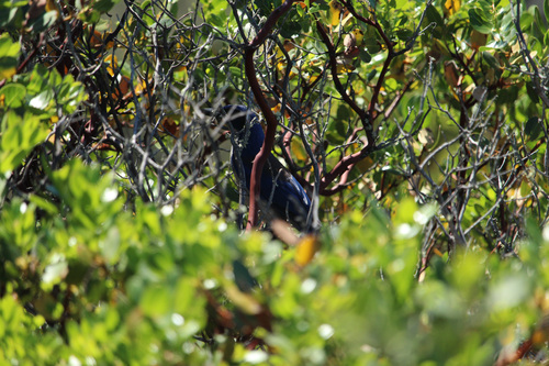 Island Scrub Jay (Aphelocoma insularis), photo 2